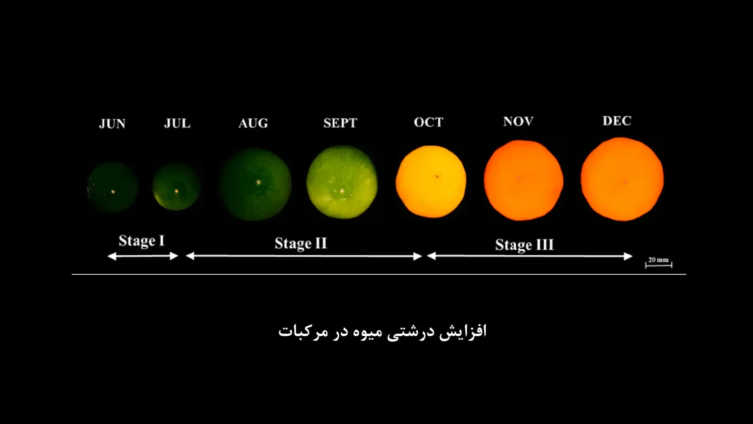 افزایش درشتی میوه در مرکبات