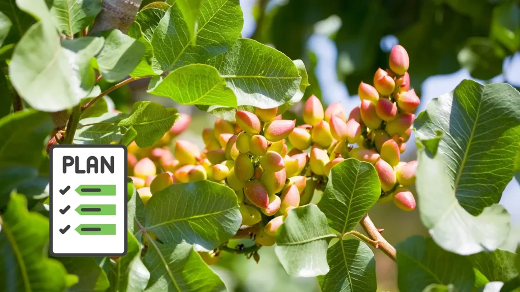 برنامه کوددهی باغات پسته