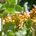 برنامه کوددهی باغات پسته