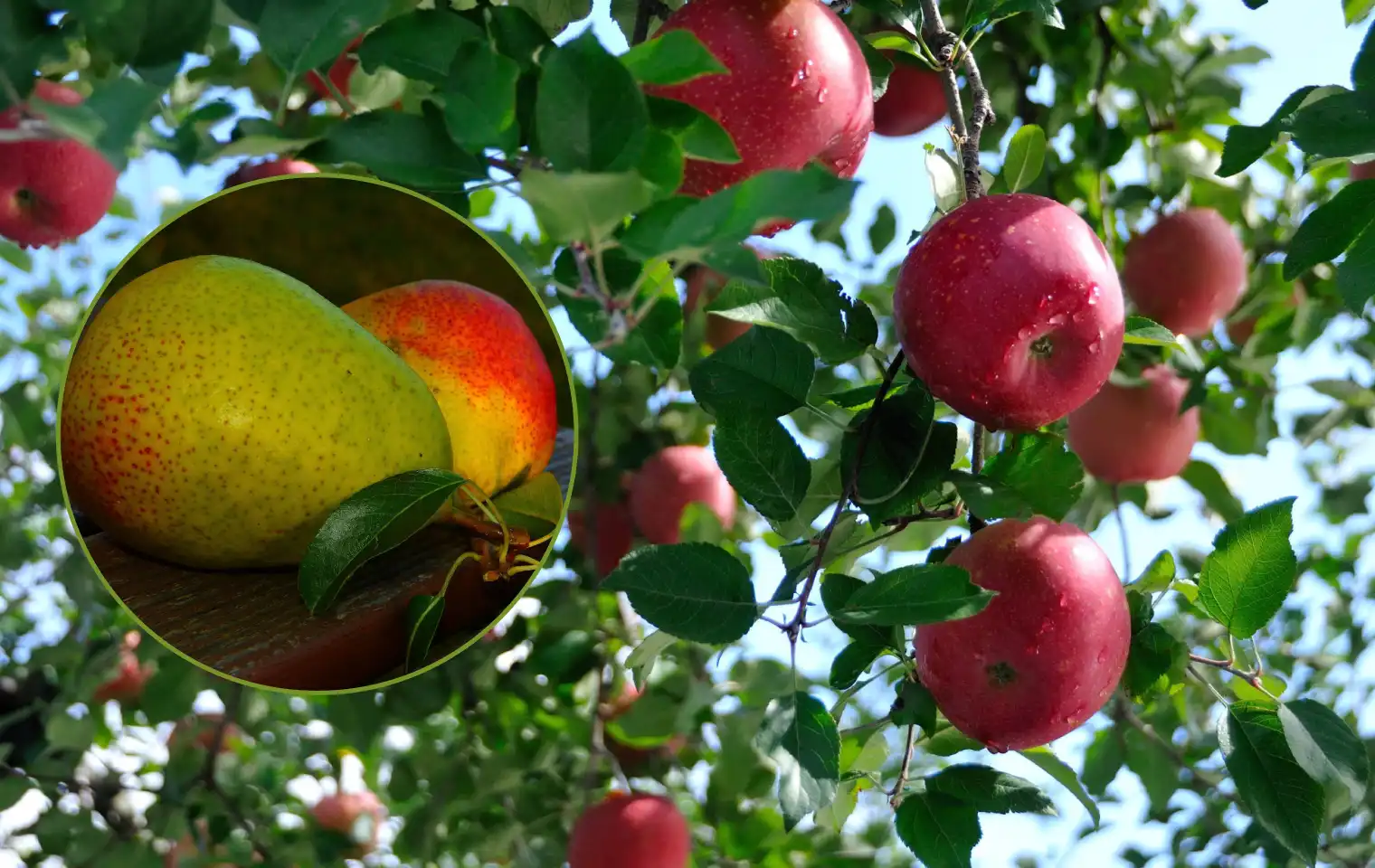 افزایش رنگ‌گیری میوه سیب و گلابی