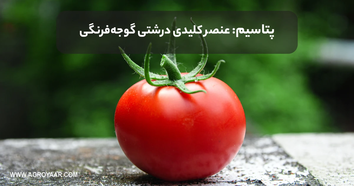 پتاسیم و درشتی گوجه فرنگی
https://benehorti.com/blogs/news/hydroponic-tomatoes-tips