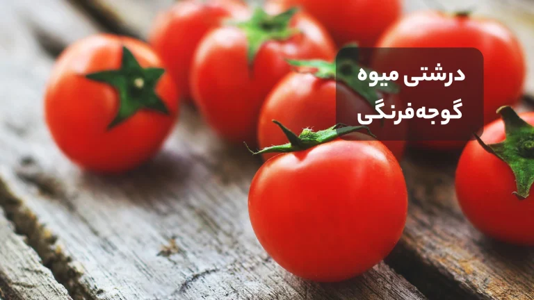 درشتی گوجه رنگی https://www.producereport.com/article/i-support-italian-fruit-vegetables-social-media-campaign-takes
