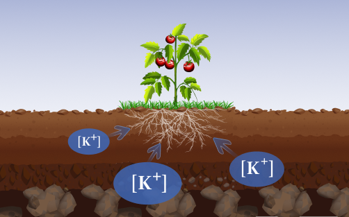 جذب پتاسیم توسط گیاه از خاک