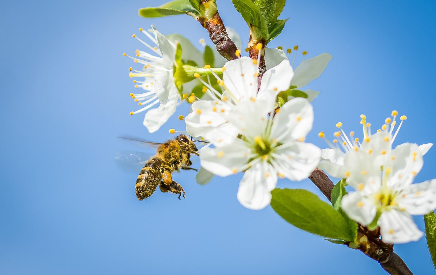 زنبور عسل در باغ 9- https://pixabay.com/photos/bee-cherry-blossom-spring-2237205/