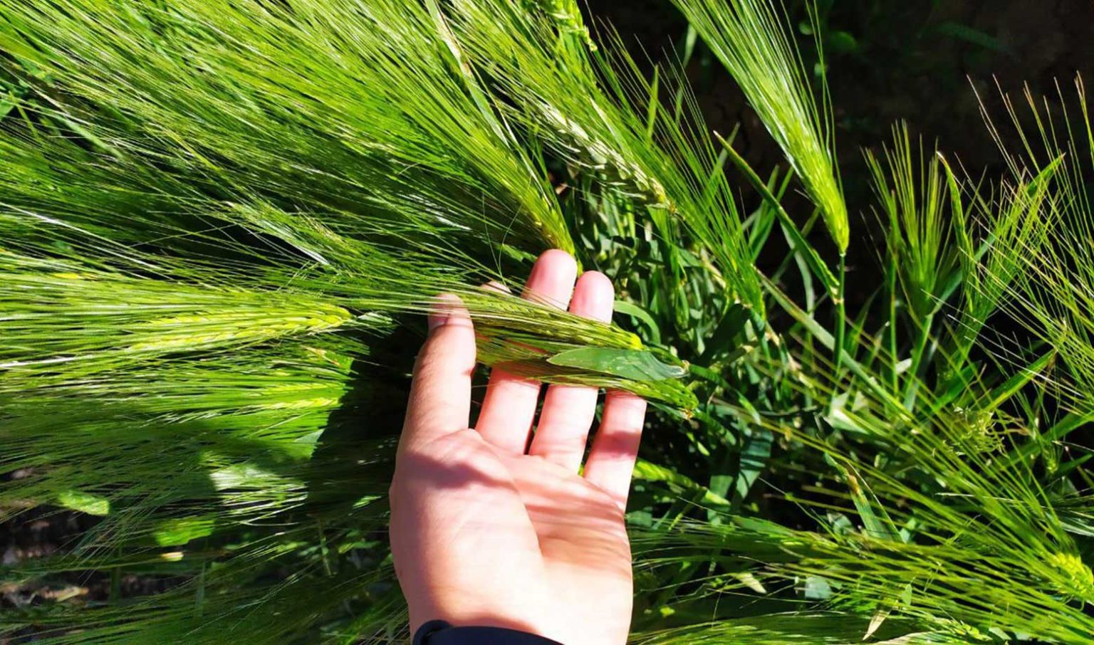 مزرعه