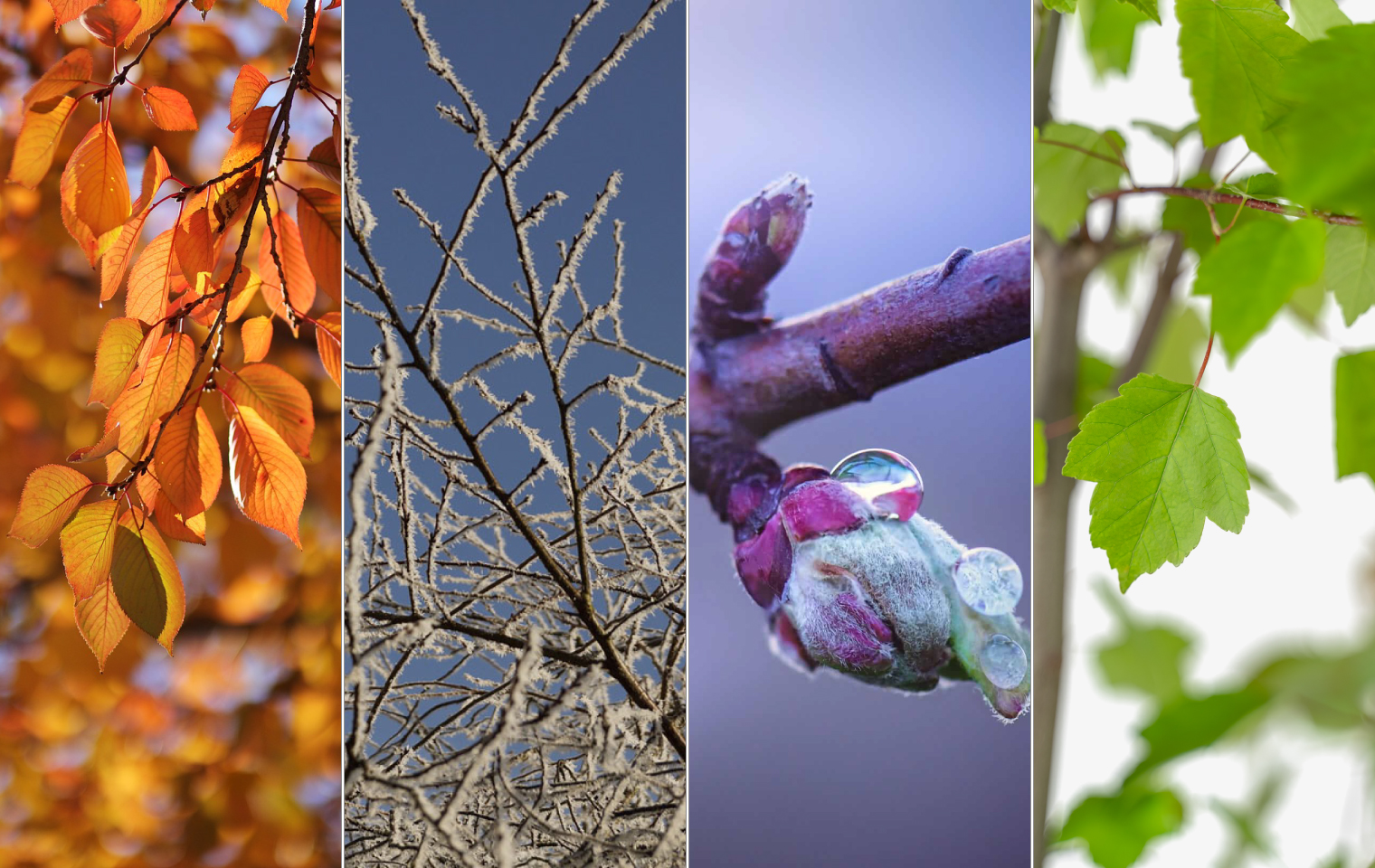 نیاز سرمایی درختان https://pixabay.com/photos/autumn-leaves-leaves-leaf-deciduous-4680644/ ttps://greenvistava.com/why-how-to-water-trees-in-winter/ 3- https://www.thetreecenter.com/summer-red-maple/ ttps://badbotanist.wordpress.com/2019/01/01/the-darling-buds-of-january/