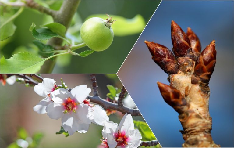 فروت ست https://www.flickr.com/photos/132295270@N07/46599244974/ https://pixabay.com/photos/apple-tree-apples-fruit-tree-fruits-7266072/