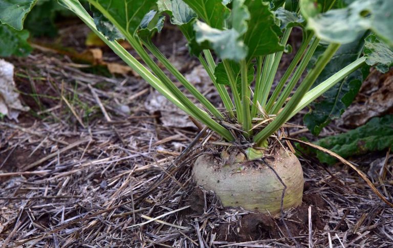کاشت چغندرقند https://www.eva-lettenbauer.de/gruene-einschaetzung-zum-zuckerruebenanbei-im-landkreis-donau-ries/sugar-beet-3662944_1920/