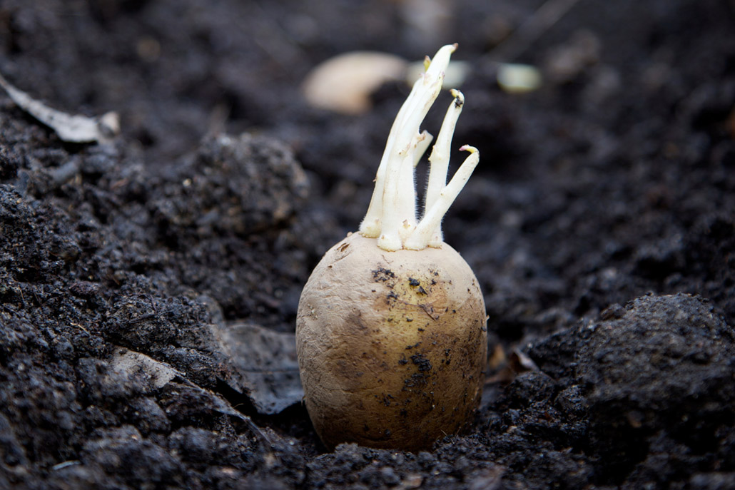 https://spudsmart.com/why-high-quality-potato-seed-is-important/