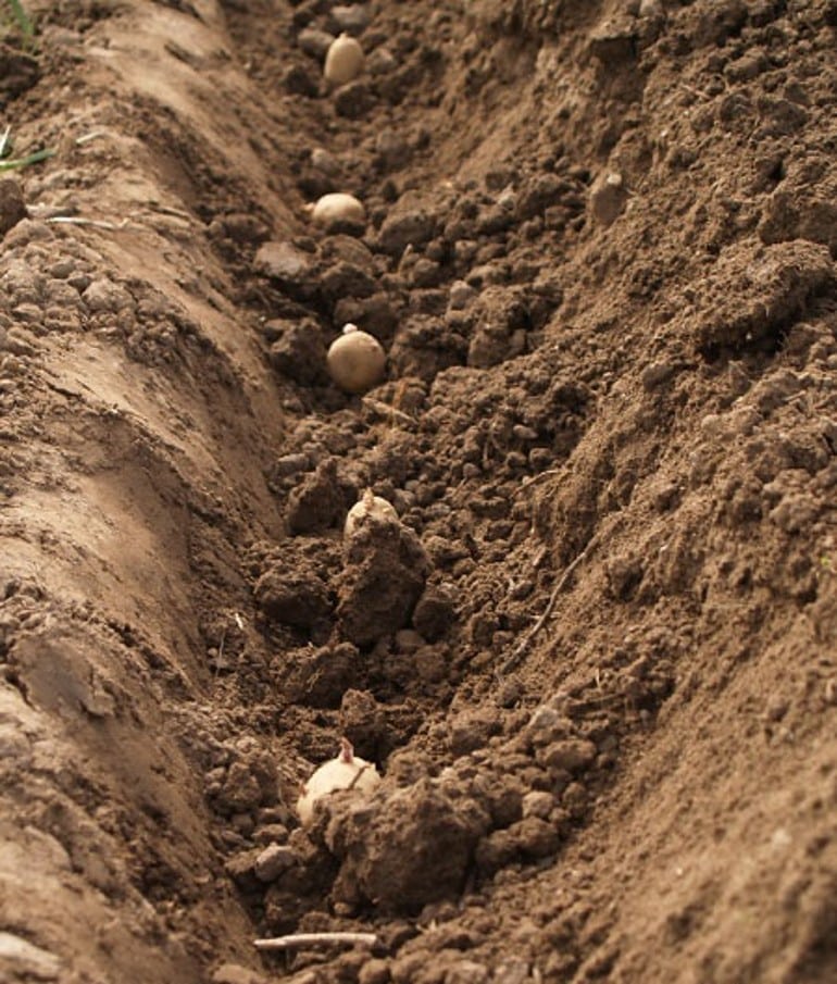 https://www.growveg.com.au/guides/grow-potatoes-for-a-christmas-crop/