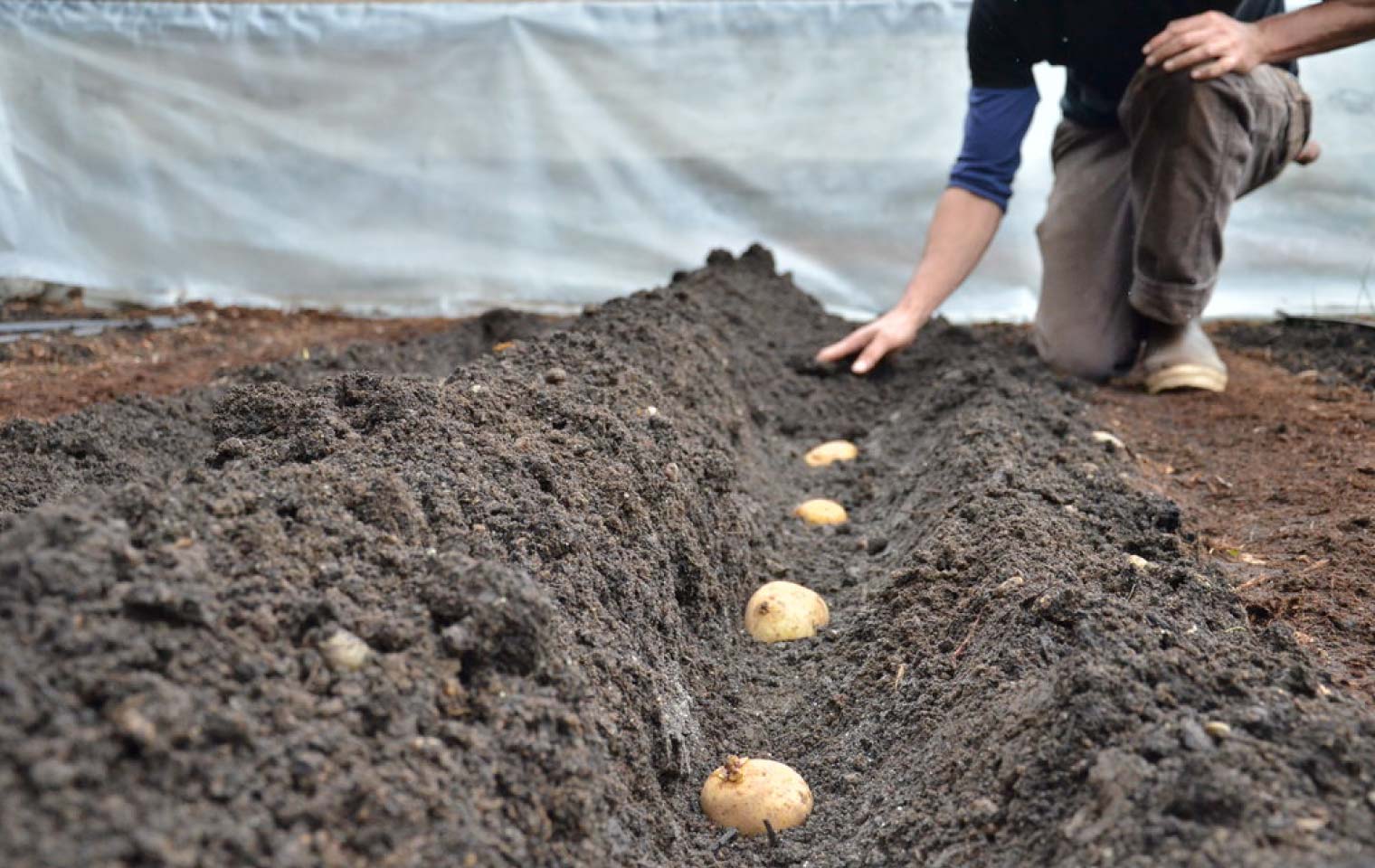 کاشت سیب زمینی https://www.seattleurbanfarmco.com/blog/2014/2/1/potatoes
