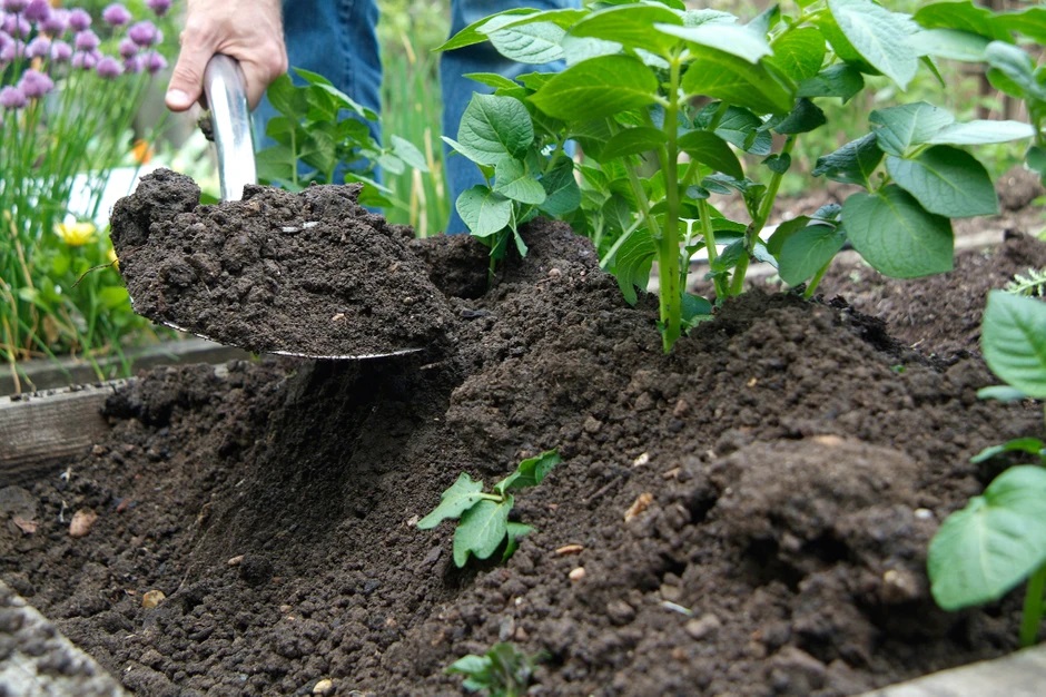 https://www.gardenersworld.com/how-to/grow-plants/how-to-earth-up-potatoes/