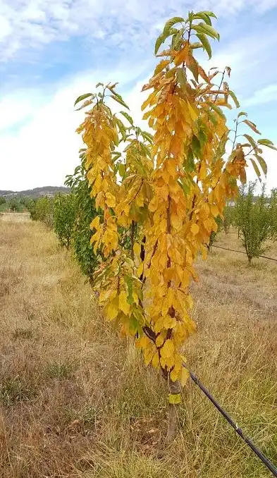 زرد شدن برگ درخت میوه دراثر تنش خشکی
https://growgreatfruit.com/four-reasons-for-yellow-leaves-on-fruit-trees/
