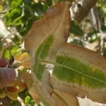 حاشیه خشکی برگ پسته و چند راهکار کنترل آن