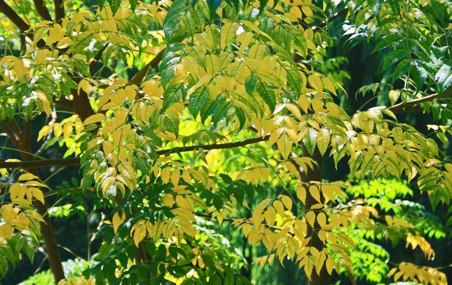 زرد شدن درخت میوه https://www.publicdomainpictures.net/en/view-image.php?image=211974&picture=green-leaves-turning-yellow