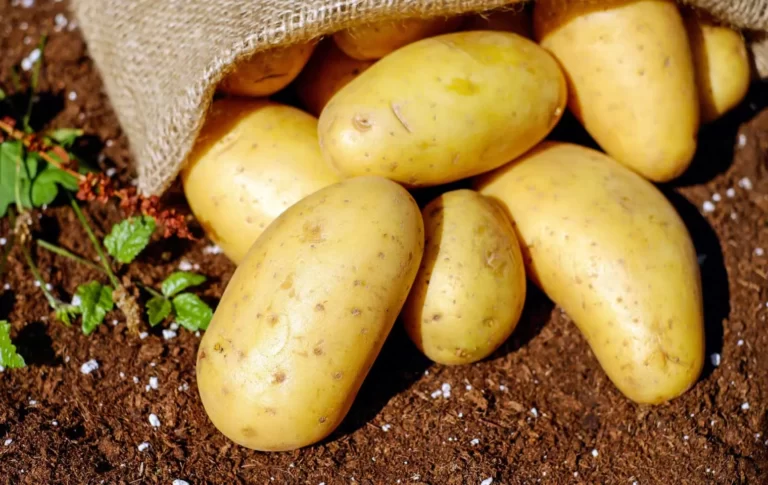 افزایش تناژ سیب زمینی https://foodsmartcolorado.colostate.edu/food/foods-and-beverages/colorado-produce/colorado-potatoes/