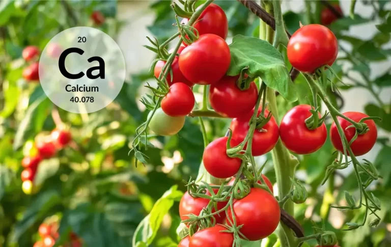کودهای کلسیمی برای گوجه فرنگی