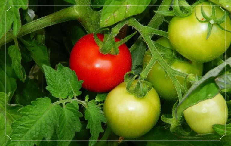افزایش رنگ گیری گوجه فرنگی