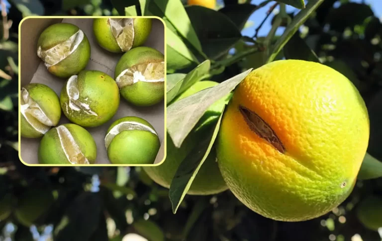 ترک خوردگی میوه مرکبات