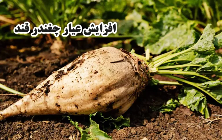 افزایش عیار چغندر قند