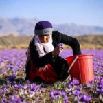 2 نکته برای کوددهی پس از برداشت گل زعفران