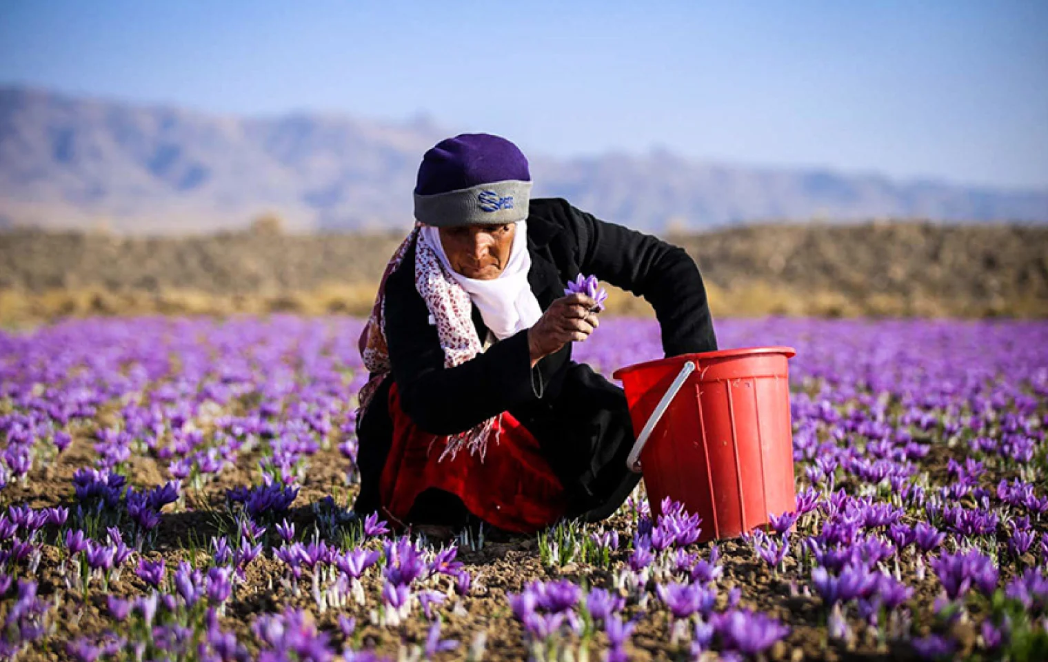 برداشت گل زعفران httpwww.iranviptour.compackageiran-saffron-barberry-tour (2)