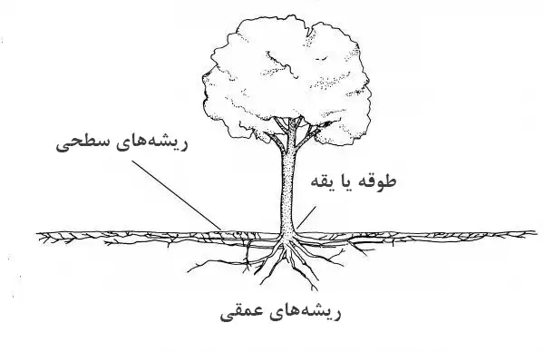 ریشه های درختان