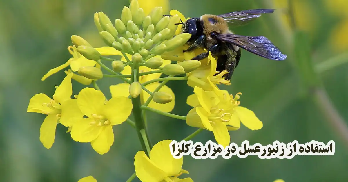 اهمیت زنبورعسل در کلزا	https://pixabay.com/photos/bee-pollen-canola-field-nature-1827947/