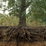 روش چالکود چیست؟ چالش‌ها و نکات