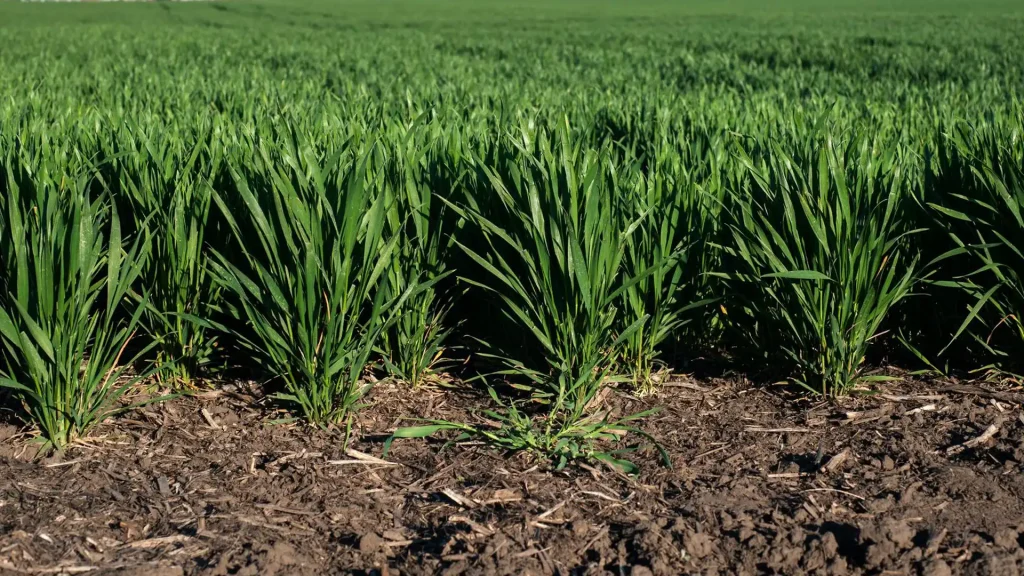 مدیریت کوددهی گندم در مرحله ساقه‌روی