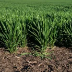 مدیریت کوددهی گندم در مرحله ساقه‌روی