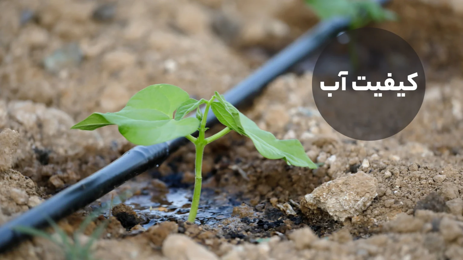 نکات کیفیت آب آبیاری https://www.vitalgardens.com/services/garden-irrigation-systems