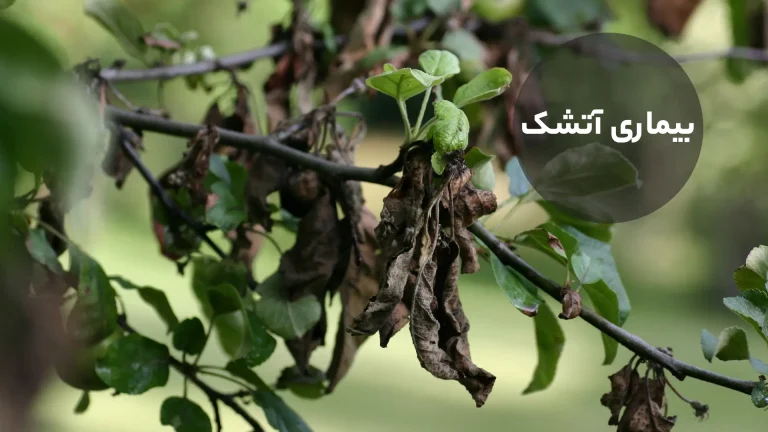 بیماری آتشک سیب و گلابی https://www.jardineriaon.com/en/erwinia-amylovora.html