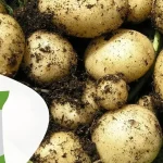 نکات جدید مصرف کود سولوپتاس در کشت سیب زمینی