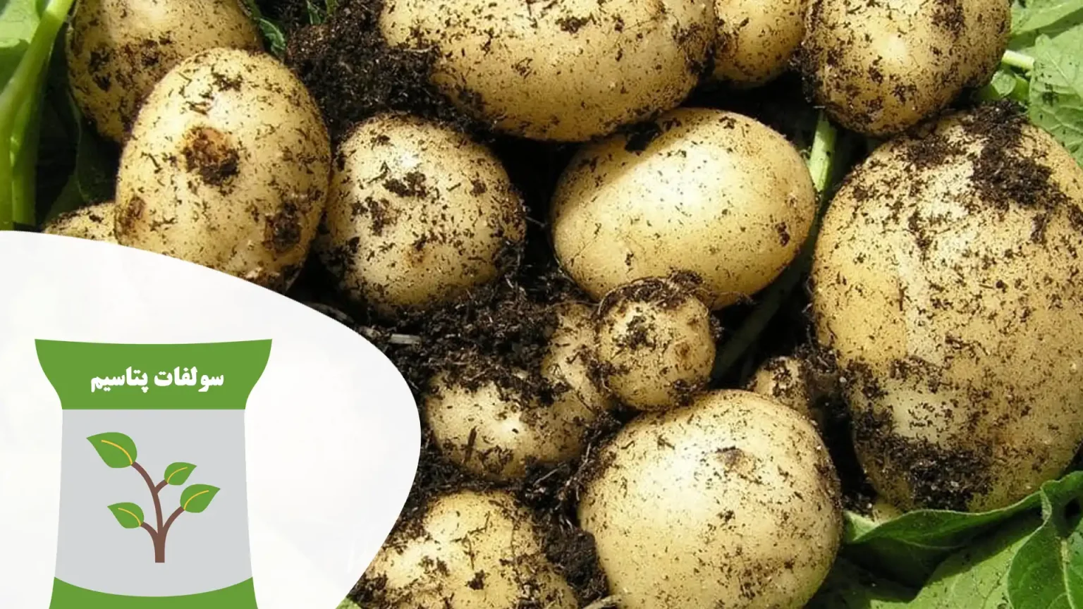 کود سولوپتاس برای سیب زمینی
