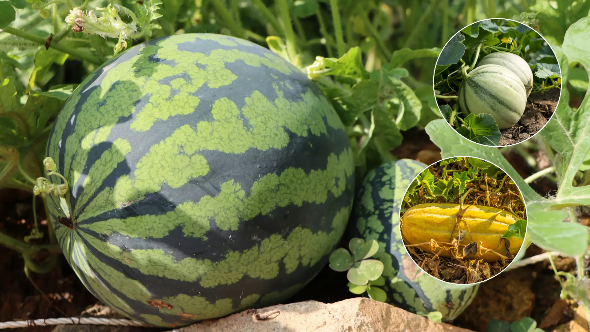 برنامه کودی برای کشت هندوانه و خربزه https://seedsnsuch.com/blogs/gardeners-greenroom/grow-the-sweetest-watermelon-from-seed