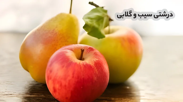 درشت شدن میوه سیب و گلابی https://www.shutterstock.com/