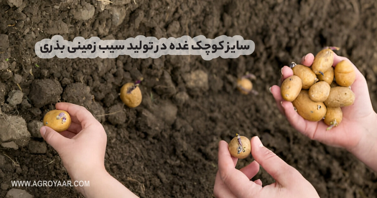 https://www.istockphoto.com/photo/hand-planting-seeds-of-onion-on-farm-or-in-organic-vegetable-garden-bio-farming-gm1091702116-292886721
تولید غده برای سیب زمینی بذری