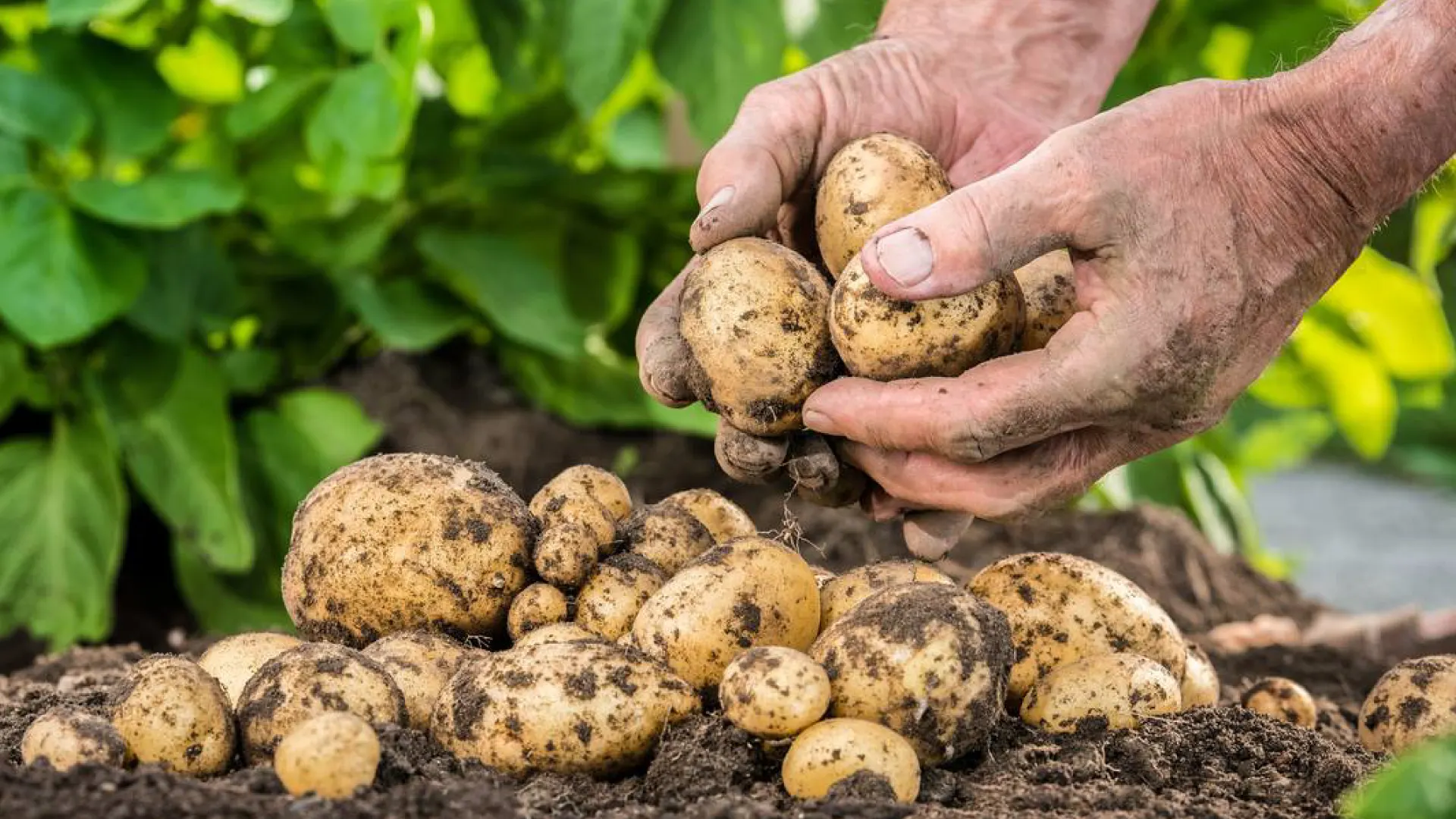 تولید غده در سیب زمینی بذری و خوراکی https://growhoss.com/blogs/growing-guides/potato
