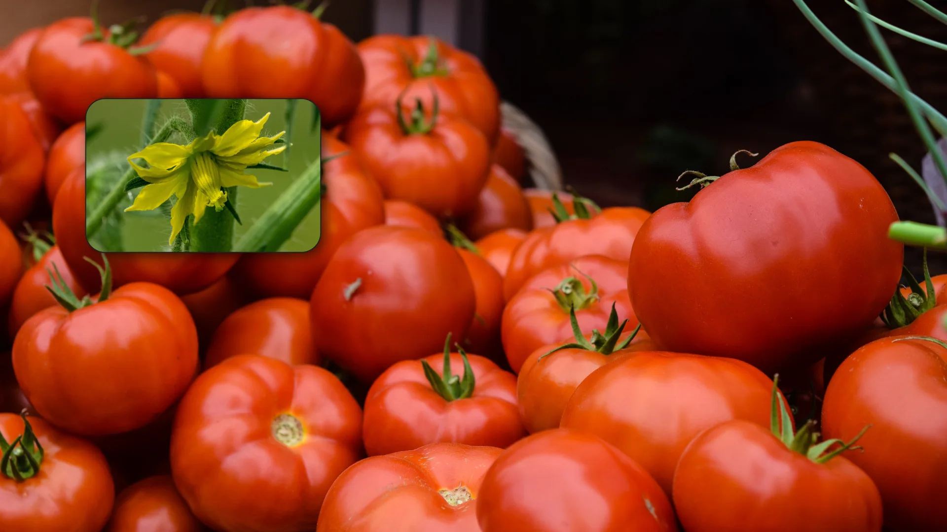 افزایش گلدهی گوجه فرنگی https://gardenlifetoday.com/do-organic-tomatoes-taste-better/