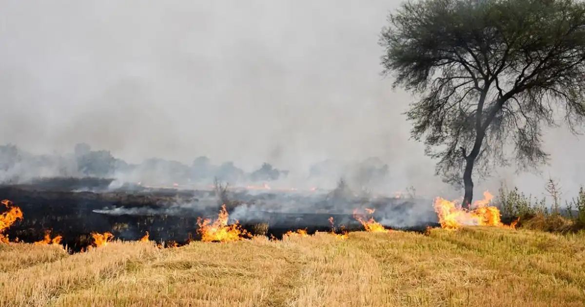 سوزاندن بقایای گیاهی بعد از برداشت