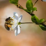 نکاتی برای نقش زنبورعسل در گرده‌ افشانی درختان