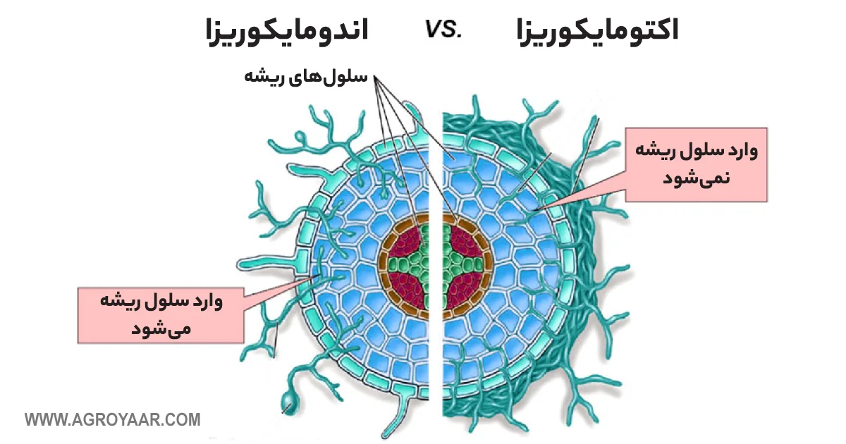 اندو و اکتومیکوریزا
https://pleasantviewgarden.com/mycorrhizae/