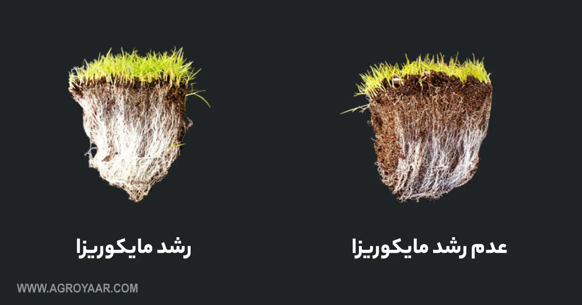 تفاوت دو گیاه از نظر رشد میکوریزا
https://mycorrhizae.com/turf/