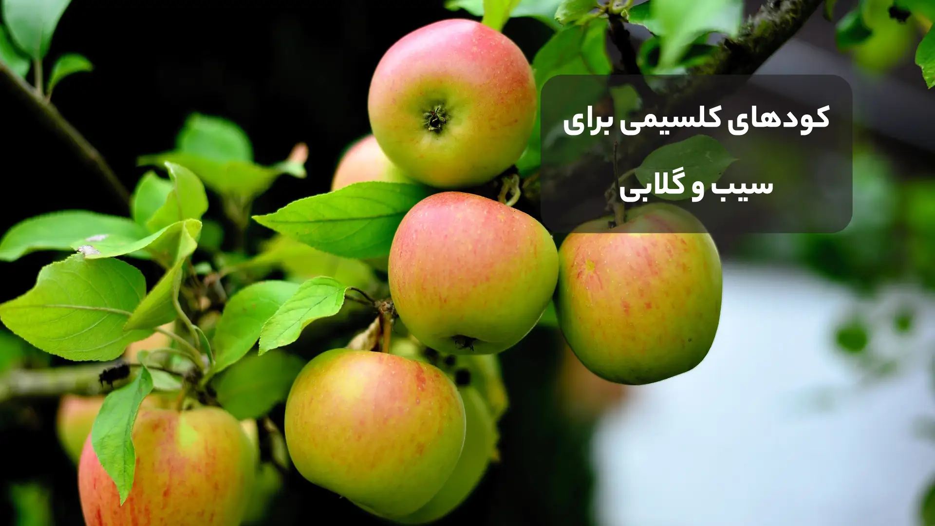 کود کلسیم برای سیب https://pixabay.com/photos/apples-goldparm%C3%A4ne-apple-tree-fruit-3874590/