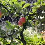 مدیریت مدارهای آبیاری درختان میوه در هر فصل