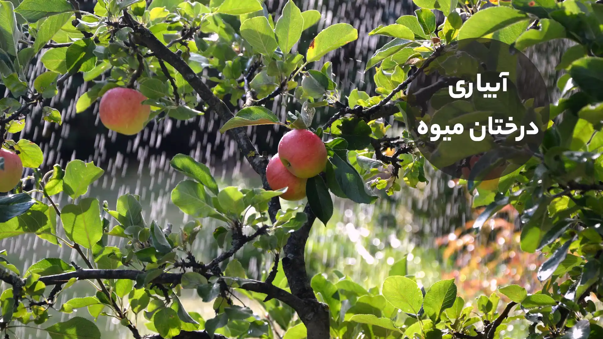 آبیاری درختان میوه https://pixabay.com/photos/apple-tree-apples-3664311/