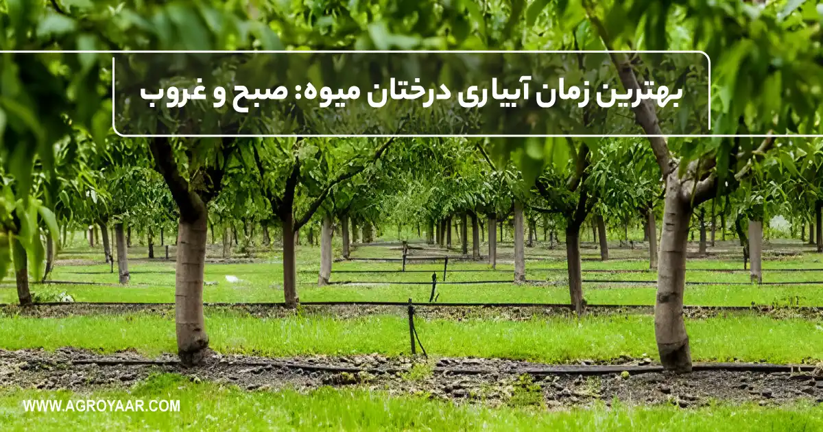 زمان آبیاری درخت
https://www.oleanurseries.com.au/commercial-growers