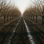 نکاتی برای آبیاری زمستانه درختان میوه