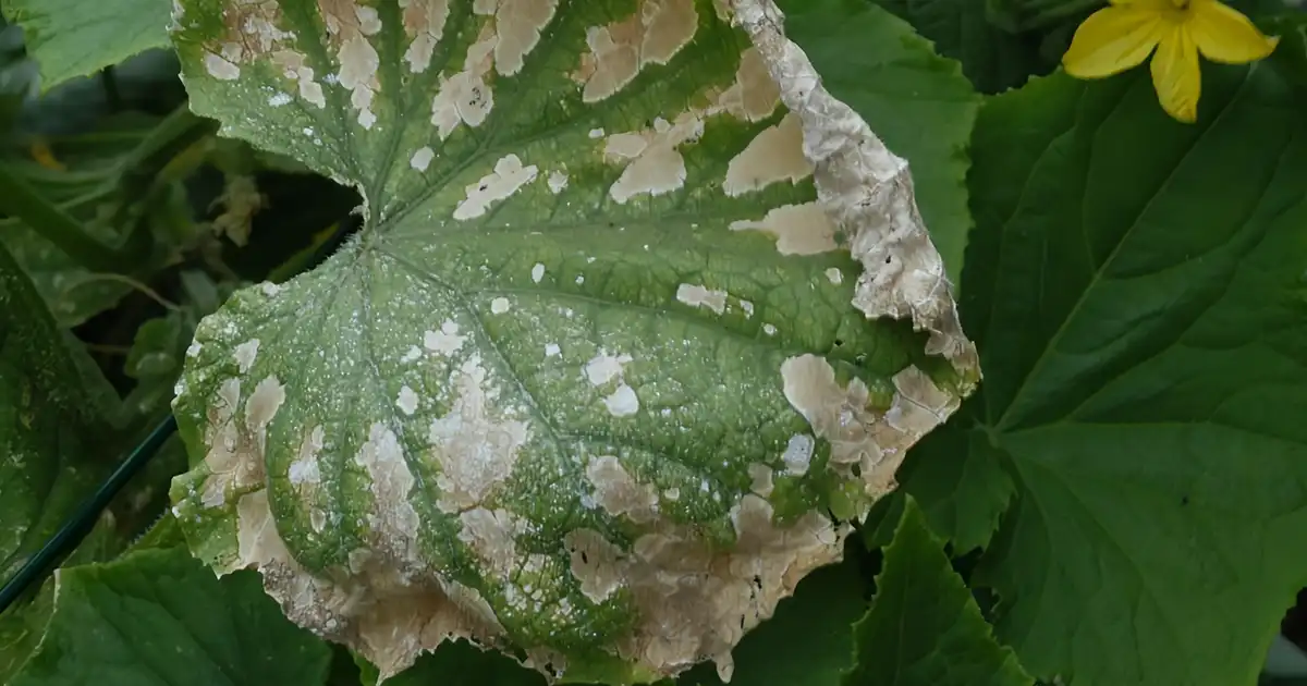 تاثیر استفاده نادرست سموم روی برگهای کدو